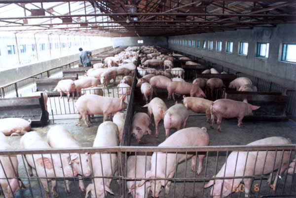 养殖户:关于农村生猪养殖的发展方向 - 农业新