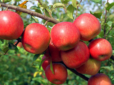 【最新水果行情:2014年苹果产量预测】_种植