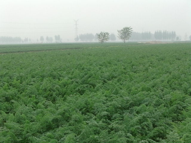 河南开封蔬菜种植基地特供优质红薯。红萝卜