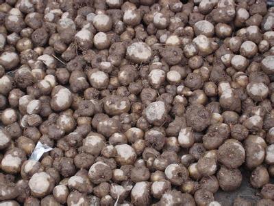 魔芋种子、鲜魔芋 - 供应 - 一亩田农产品商务平