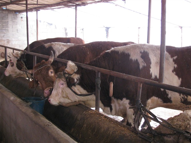 重庆肉牛养殖场在什么地方小牛犊价格-西门特