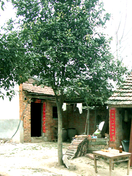襄阳老家搬迁出售院子里的柚子树 - 供应 - 一亩
