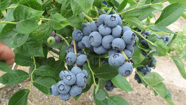 蓝莓品种介绍 - 供应 - 一亩田农产品商务平台