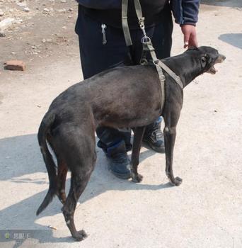 【供应】 上海格力犬养殖场