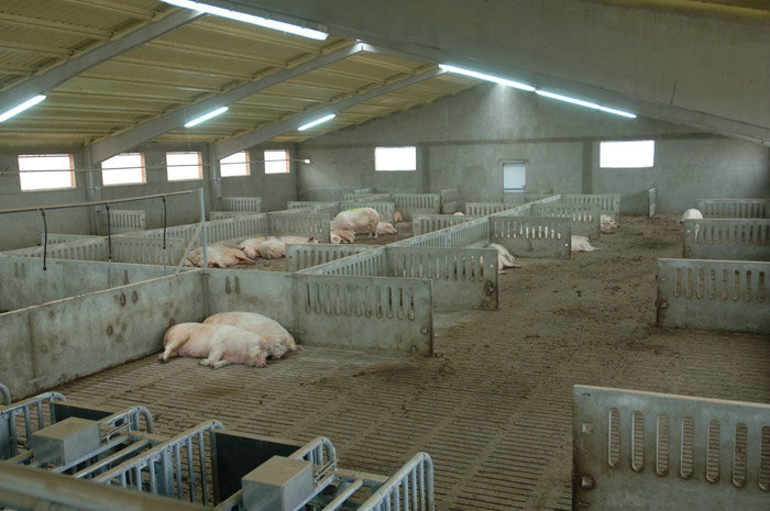 规模猪场如何防治"猪口蹄疫[猪-养殖技术饲养繁殖母猪三巧法[猪