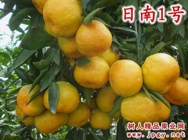广西柑橘种植特供早熟柑橘日南一号柑橘苗50