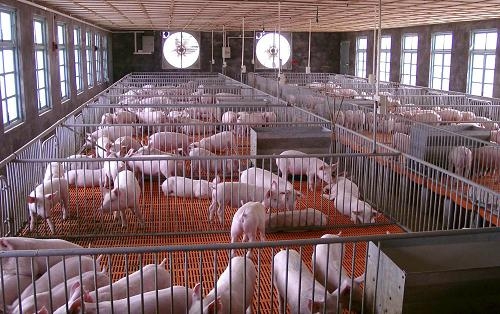 内蒙养猪场出售仔猪小猪苗猪母猪-安徽猪苗价