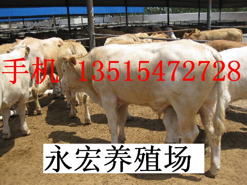 宁夏肉牛养殖场-山东省嘉祥县畜牧局牛羊繁育