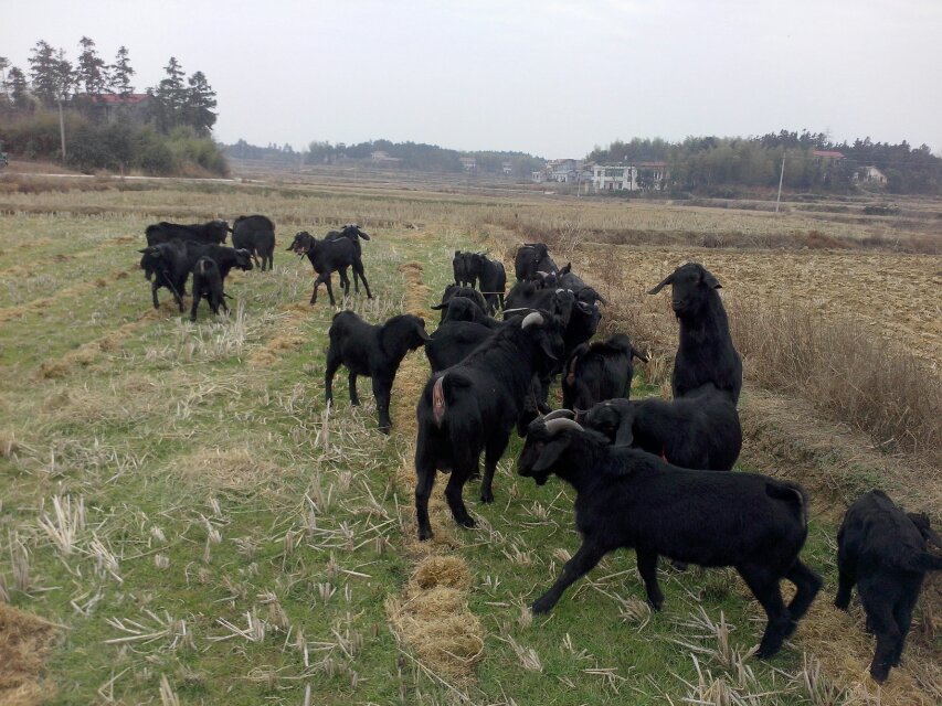 黑山羊的价格现在行情怎样 - 供应 - 一亩田农产
