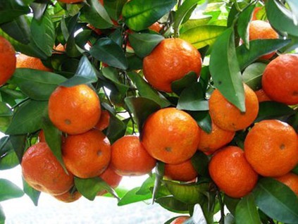 桂林阳朔砂糖橘种植基地供应优质砂糖橘400万