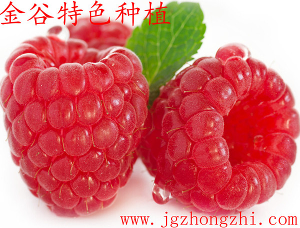 水果之王掌叶树莓 - 供应 - 一亩田农产品商务平