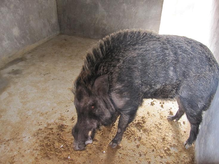 宁夏野猪养殖新疆野猪养殖内蒙大型野猪养殖基地