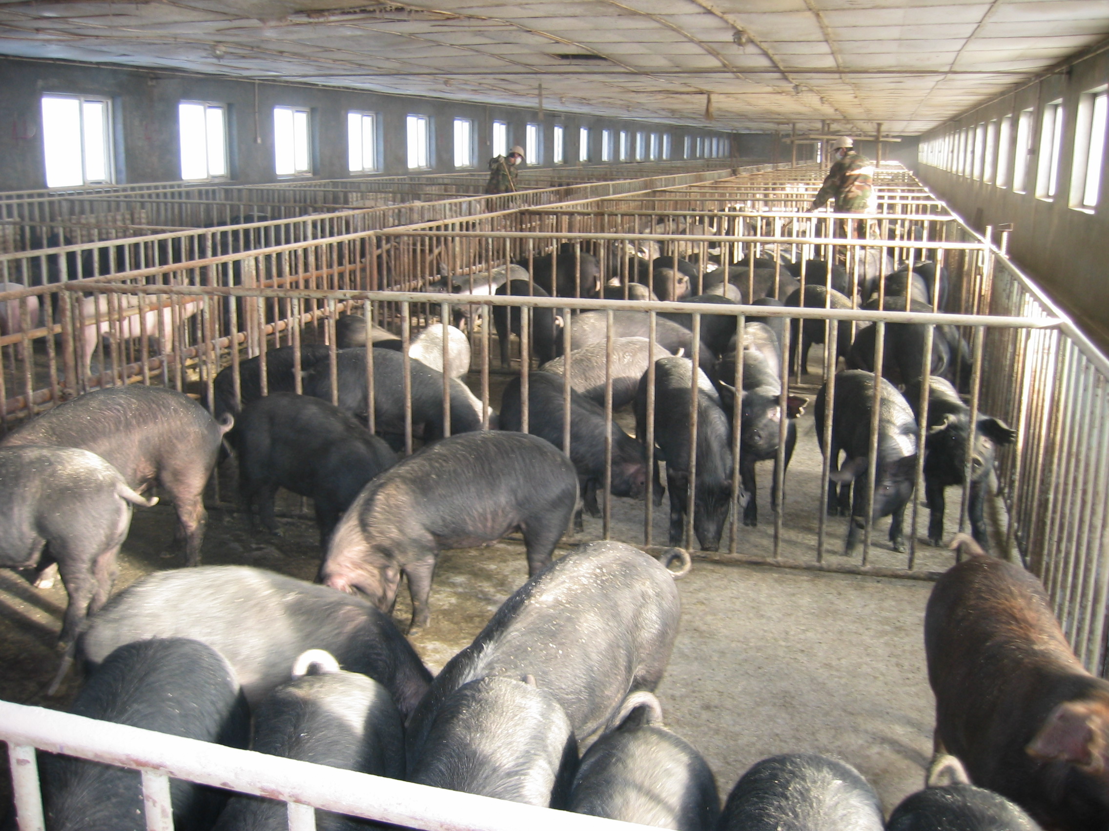 大规模黑猪养殖基地供应黑猪1000头