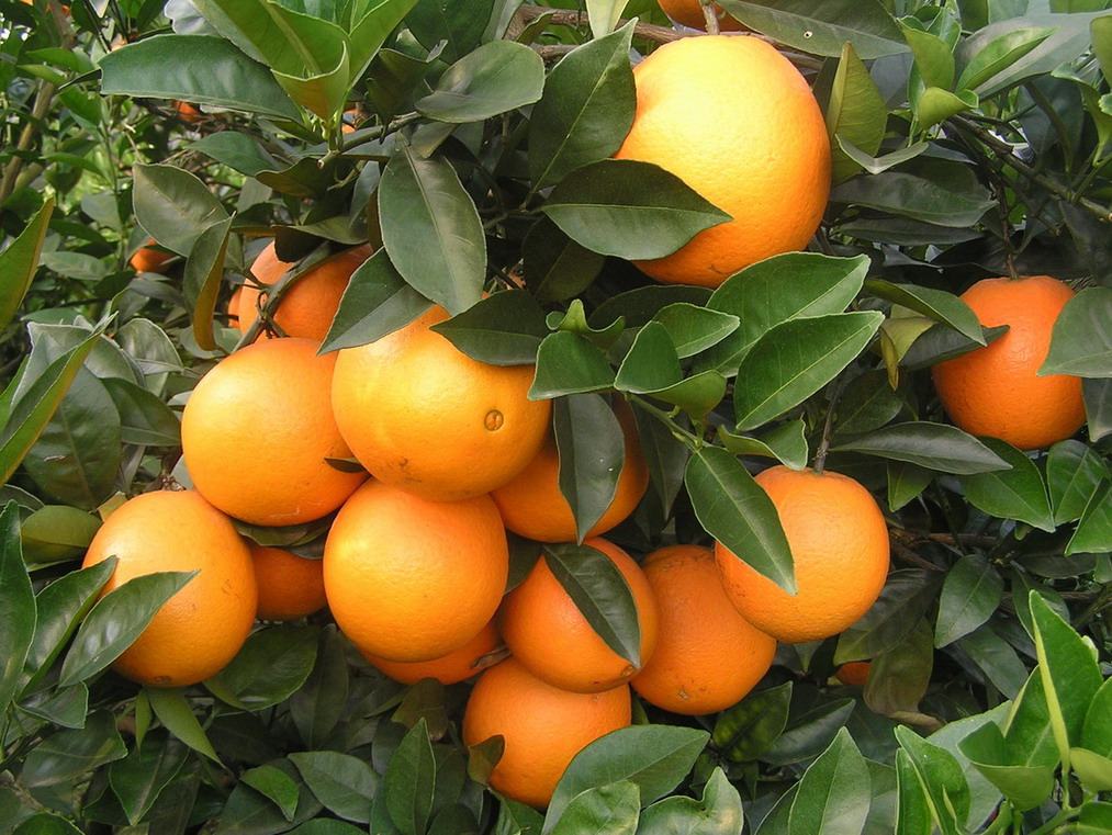 江西赣州优质脐橙种植基地脐橙9万斤 - 供应 - 