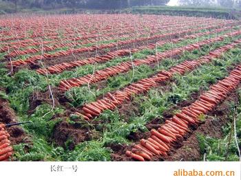 商丘市梁园区双八镇胡萝卜种植基地200吨 - 供